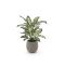 Designplants/Luca Lifestyle Dieffenbachia kunstplant (h:60cm) met Bordo Balloon bloempot - Groen (bloempot = Clay)