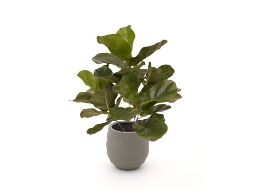 Designplants/Luca Lifestyle Lyrata kunstplant (h:45cm) met Bordo Balloon bloempot