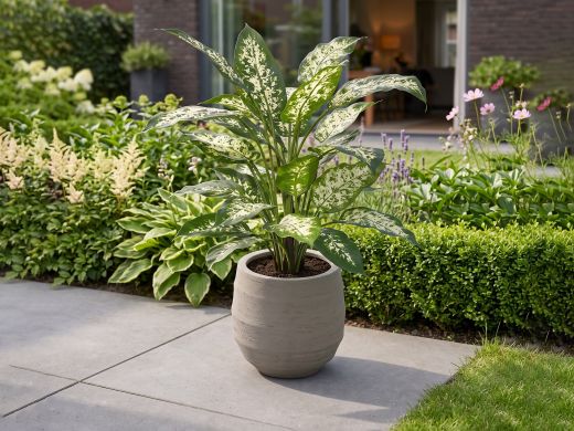 Designplants/Luca Lifestyle Dieffenbachia kunstplant (h:60cm) met Bordo Balloon bloempot - Groen (bloempot = Clay)