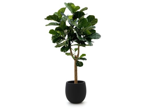 Designplants/Luca Lifestyle Lyrata Y kunstboom (h:170cm) met Grigio Balloon bloempot
