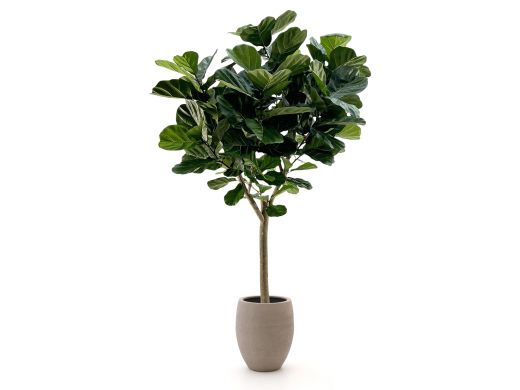 Designplants/Luca Lifestyle Lyrata Y kunstboom (h:220cm) met Terreno Tall Balloon bloempot