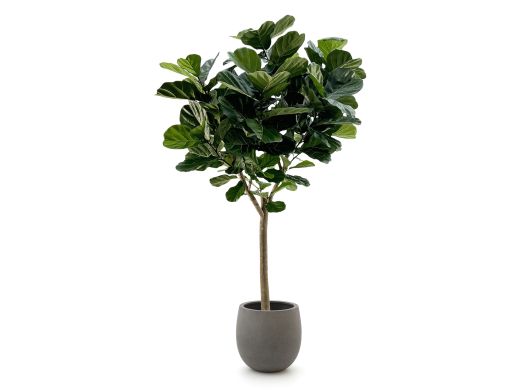 Designplants/Luca Lifestyle Lyrata Y kunstboom (h:220cm) met Grigio Balloon bloempot