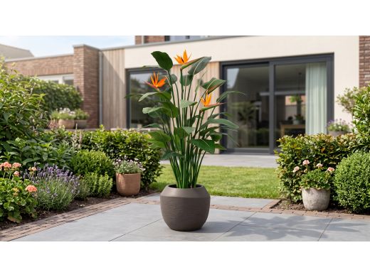 Designplants/Luca Lifestyle Strelitzia kunstplant (h:145cm) met Ruvido Combi bloempot - Oranje (bloempot = Ash Brown)