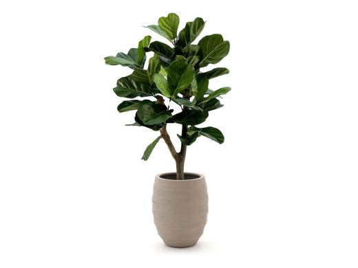 Designplants/Luca Lifestyle Lyrata Y kunstboom (h:130cm) met Bordo Tall Balloon bloempot - Groen (bloempot = Sand)