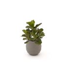 Designplants/Luca Lifestyle Lyrata kunstplant (h:45cm) met Bordo Balloon bloempot