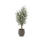 Designplants/Luca Lifestyle Olijf kunstboom (h:150cm) met Bordo Balloon bloempot