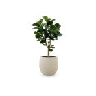 Designplants/Luca Lifestyle Lyrata Y kunstboom (h:170cm) met Bordo Tall Balloon bloempot