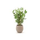 Designplants/Luca Lifestyle Japanse Bamboe kunstplant (h:60cm) met Bordo Balloon bloempot