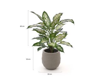 Designplants/Luca Lifestyle Dieffenbachia kunstplant (h:60cm) met Bordo Balloon bloempot - Groen (bloempot = Clay)