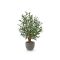 Designplants/Luca Lifestyle olijf Bonsai kunstplant (h:90cm) met Grigio New Egg bloempot