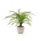 Designplants/Luca Lifestyle Alsophillia varen kunstplant (h:80cm) met Grigio New Egg bloempot