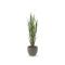 Designplants/Luca Lifestyle Rietgras kunstplant (h:165cm) met Grigio New Egg bloempot