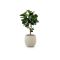 Designplants/Luca Lifestyle Lyrata Y kunstboom (h:170cm) met Bordo Tall Balloon bloempot