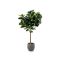 Designplants/Luca Lifestyle Lyrata Y kunstboom (h:220cm) met Grigio Balloon bloempot